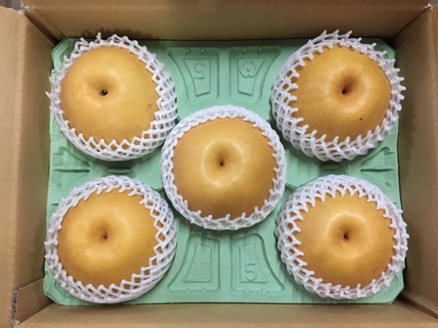梨の王様👑　千葉県産【新高】3㎏『3玉～5玉入』市川のなし・フルーツキャップ個装