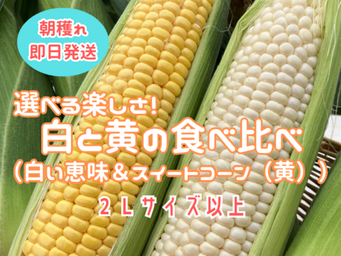 選べる楽しさ❗6本白い恵味＆スイートコーン(黄)食べ比べセット2Ｌ(360ｇ)以上6月中旬～