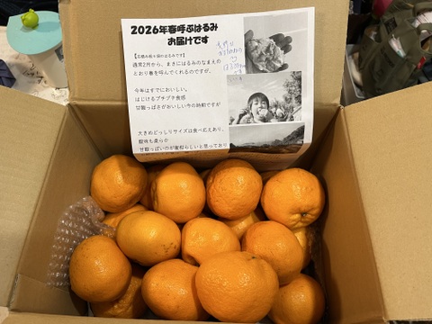 最終ちょこっとセールこつぶ！はるみ1.5kg（6－8玉）で石済み段々畑育ちはるみ見た目は写真のよう家庭用　いくらのように弾けるプチプチ食感　ミカン好きはぜひ調べて！