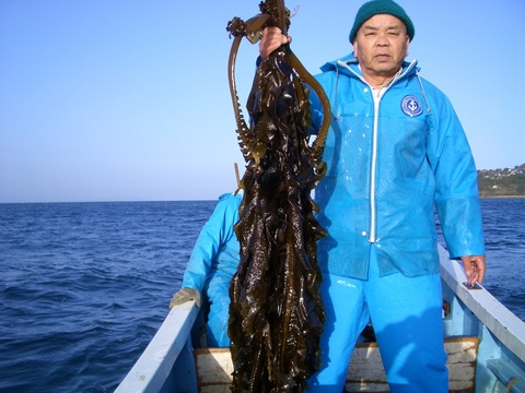 希少な、天草産の美しい干しワカメ ５０ｇ×２パック