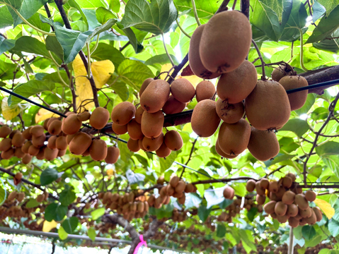 幻の一口キウイ！『さぬきキウイっこ®』訳あり・ご家庭用・5kg（７０～１００個）