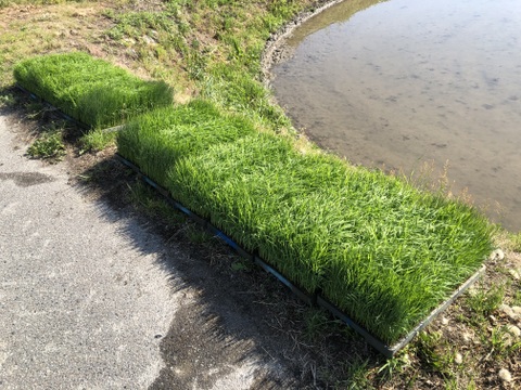 新米コシヒカリ30キロ　北アルプス　安曇野産【冬ギフト】