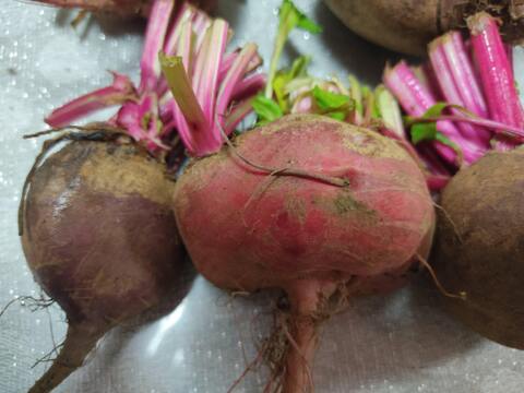 ✨【お試し・訳アリ】農家直送ビーツ2種食べ比べセット✨見た目より味重視の方へ！【土付き直送】約3.8kg（葉なし）｜農薬・化成肥料不使用｜✨