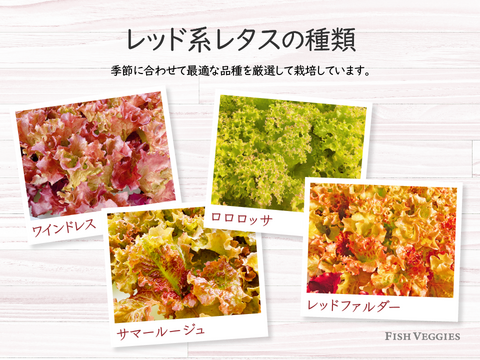 新鮮！採れたて！農薬・化学肥料不使用！レタスの定期便 8個セット