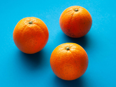 【柑橘食べ比べセット】約10㎏ 柑橘3種以上の詰め合わせ