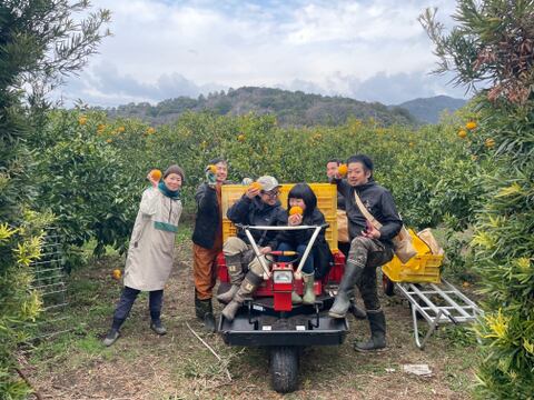 シャキッと！果汁たっぷり自然農の甘夏　15kg（約50個）