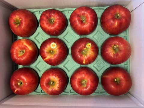 【予約販売】クッキングアップル！紅玉 約3kg(10～13個)