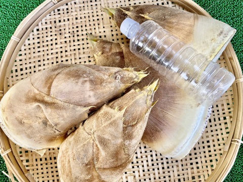 【訳あり　規格外】大きめ　生たけのこ6kg収穫当日発送！