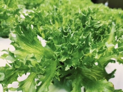 美味しいリーフレタス類などがメインの葉物野菜詰め合わせ　農薬、化学肥料不使用　80サイズ一箱
