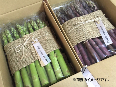 【Lサイズ】500ｇ　オーガニック パープルアスパラガス