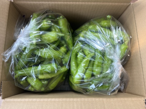 ☆有機JAS認証☆朝採れ新鮮！ししとう1.2㎏