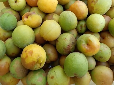 傷あり梅ジャム用【🍑🍑🍑ばぁばのモノスゴイ旬の青梅✨️✨️】自然栽培約４㎏✨✨✨