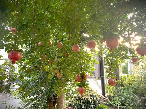 【自然栽培】稀少な国産生ざくろ 3kg以上★農薬・肥料不使用｜ザクロ｜柘榴