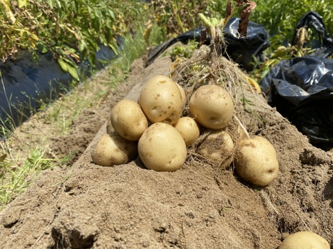 農薬・除草剤・化学肥料不使用 訳ありじゃがいも 男爵 1kg 石川県産