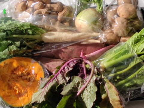 旬こそ命！旬のおすすめ野菜セット＊5品目以上～農薬/化学肥料・不使用