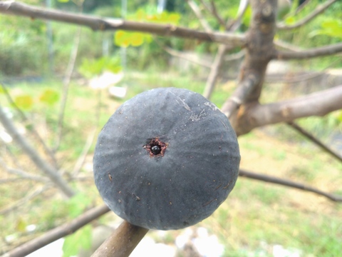 秋の希少いちじくお楽しみセット【農薬・除草剤・化学肥料不使用】和歌山県産