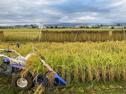 令和7年産 有機栽培 天日干し もち米 新大正モチ 餅米 白米 5kg