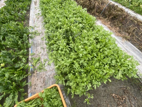 カラダが喜ぶ!!旬のお野菜セット11~15種類【おまかせ100】