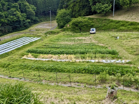 古民家ホテルで使われている奈良県の伝統野菜！『大和真菜』1kg