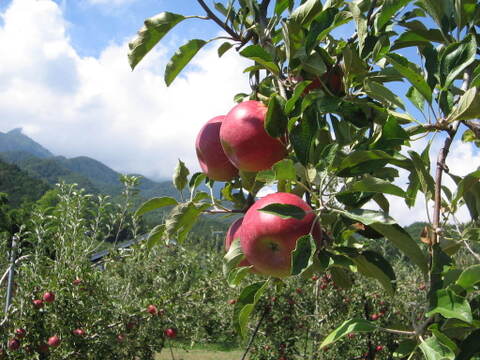 【ギフト】紅玉のみを搾った紅玉果汁（１リットルビン×６本入り）無添加（長野県産りんごジュース）