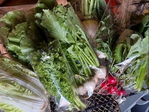 採れたて！旬の野菜セット(8〜12品目)【冬ギフト】