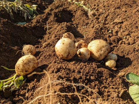 発送中🥔夏の新じゃが！デジマ５KG 長崎県五島列島産 栽培期間中農薬・化学肥料不使用 じゃがいも ジャガイモ 出島