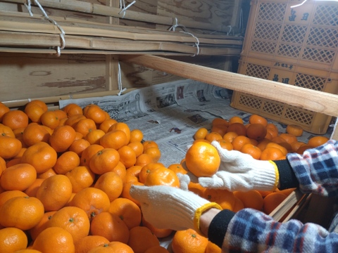 蔵出し貯蔵晩生みかん(3Lサイズ5kg・約30個)