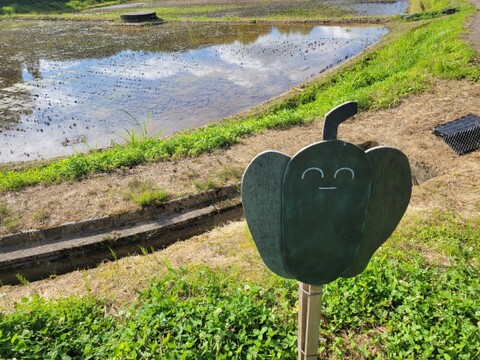 貴重な棚田産玄米を米粉に！🌾新潟の天陽・天水・谷風が注ぐ棚田「とちおてらす」の玄米米粉【200g×2袋】🍞(品種コシヒカリ)🍚農薬肥料不使用