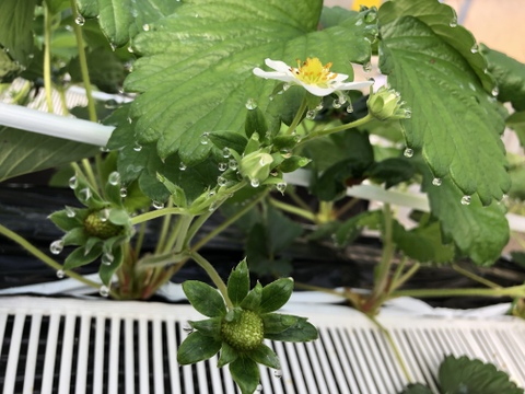 いちごをたくさん使って作ってみませんか？レシピ付き♪
甘くて美味しい完熟紅ほっぺ(300g×4パック)