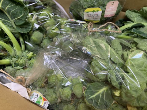 【大好評(^^♪】"株ごと芽キャベツ"　おうちで収穫体験！(3株)＋おまけ野菜2つ（2800円）　 from 名水の里　神奈川県秦野市