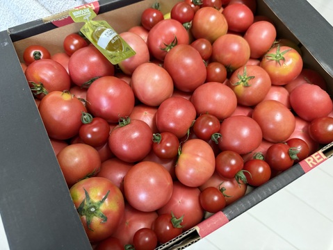 受賞歴３回！訳ありソムリエトマト4〜5kg（１８玉～３６玉) ×2❗️ソムリエミニトマト　プラチナ【食べ比べ】