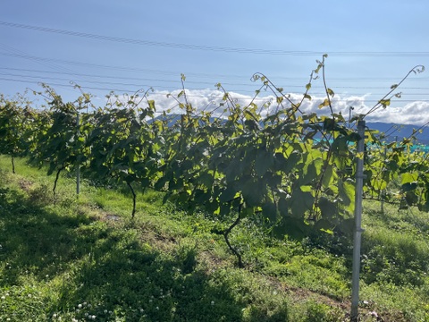 【冬ギフト】ワイン用ぶどうで作ったジュース　赤2品種各1本　飲み比べセット　720ml✖️2本