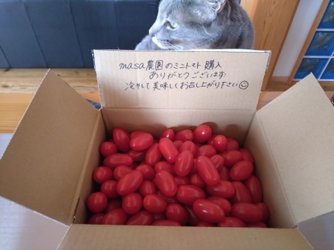 【限定販売】食べたらハマる!?朝採り🍅フルーツトマト<箱込2キロ>