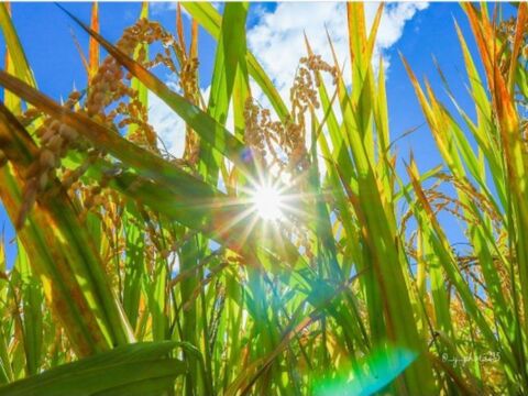 🌾お米ソムリエが作る🎯令和7年新潟県五泉市四ヶ村産ゆきん子舞5kg白米✨️