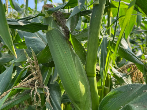 予約限定＋1本増量🌽 極甘とうもろこし『深谷産ドルチェドリーム』8本→9本【先着50セット】