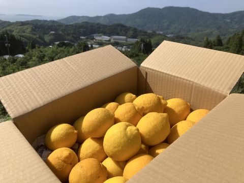 【夏ギフト】暑い季節をレモンで元気に！リスボンA品　３キロ