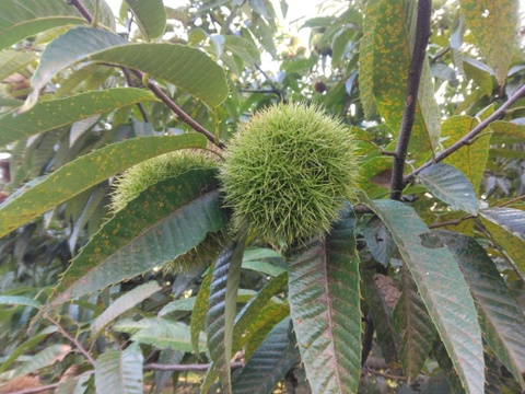 完売御礼✴熊本産　ごろごろ大きい和栗🌰1キロ　自然栽培　朝採り直送◎