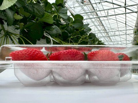 2パック｜甘味とコクのバランス良し！鮮やかな赤色いちごのよつぼし500g