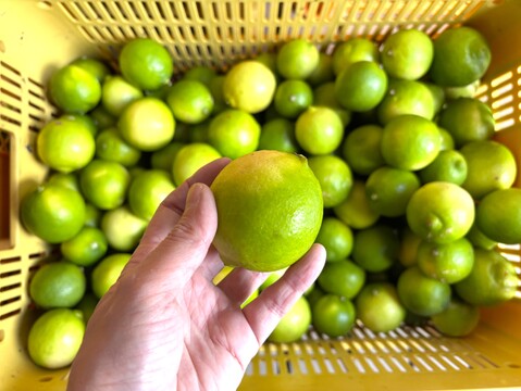 【お買得】香りが良いタヒチライム2kg★防腐剤・ワックス不使用、農薬節減★無選別お徳用