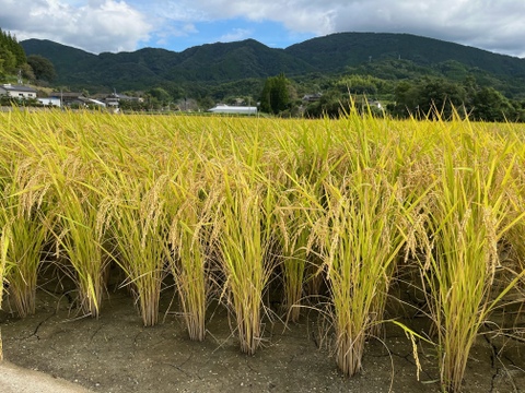 米/穀物農家直送の美味しいお米 令和5年度産 ヒノヒカリ 15キロ