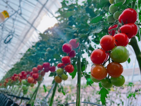 【金賞受賞】希少品種「プチぷよ」1箱40粒セット