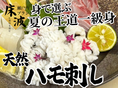 【夏の王道を名乗れる条件】骨で誤魔化さない身を選ぶ天然国産『ハモ』湯引き・天ぷら・鍋まで楽しむ長州床波ブランド☆お試約350g【7月上旬予約】