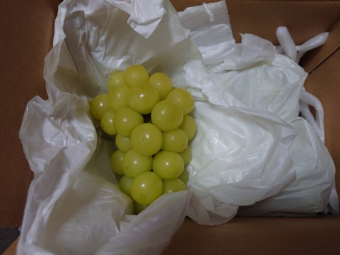 果汁たっぷり！シャインマスカット家庭用約1.0kg(2〜4房)