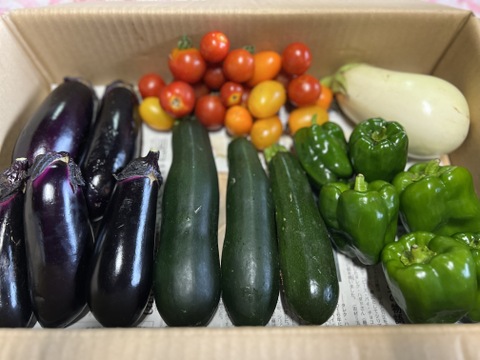 【訳あり】夏野菜セット　群馬県東吾妻町産　（なす・ズッキーニ・ピーマン・ミニトマト・白ナス）