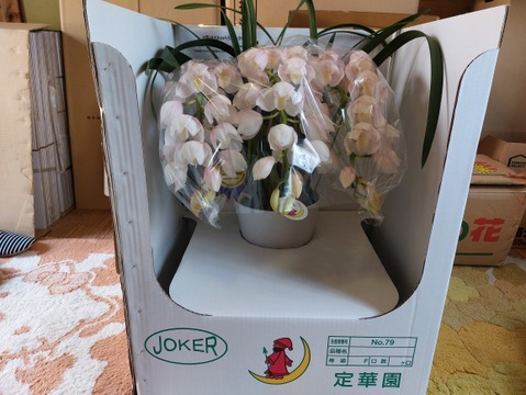 シンビジウムアーチ仕立て3本立