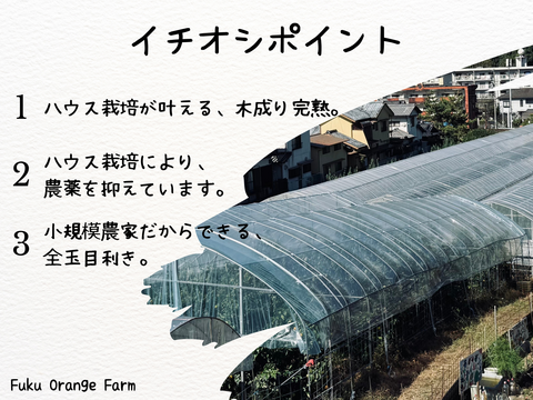 【初売り50セット限定】完熟ハウス 福まどんな《ご家庭用 2kg》｜Sサイズ｜愛媛・西宇和産