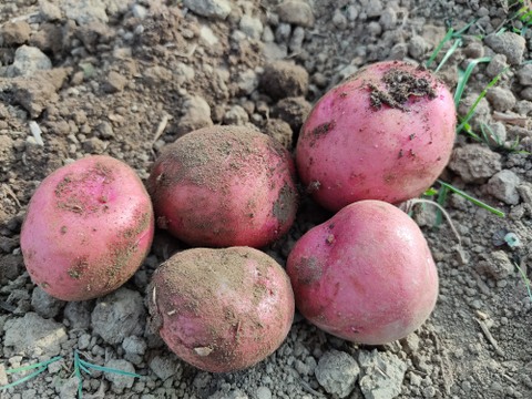 🥕🌈🥔【だるま様専用】訳あり葉付きニンジン2種+訳あり4種ビーツ+ジャガイモ4種食べ比べ スペシャルセット（計約8kg）｜農薬・化成肥料不使用🥕🌈🥔