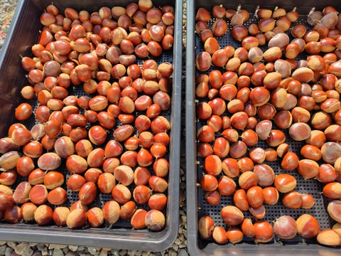 おまとめ３キロ丹波栗大粒。冷凍なので簡単調理。3キロ(虫食いなどの補償として+75グラム)　
農薬・化学肥料不使用栽培