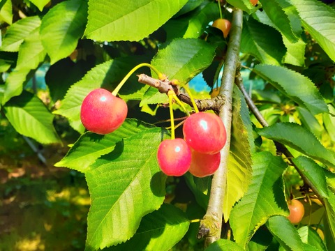 【早割】ご家庭用　さくらんぼ佐藤錦 500ｇ 『Ｍ玉』バラ詰 山形県産