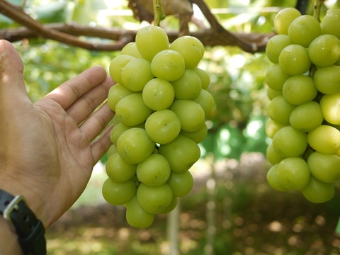 【数量限定】大地の恵み大粒ブレッシングシャインマスカット２房